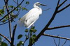 Great White Egret (Ardea alba) - Sri Lanka