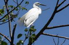 Grande Aigrette (Ardea alba) - Sri Lanka