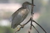 Indian Pond-heron (Ardeola grayii) - Sri Lanka