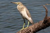 Indian Pond-heron (Ardeola grayii) - Sri Lanka