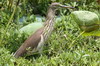 Indian Pond-heron (Ardeola grayii) - Sri Lanka