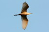 Héron garde-boeufs (Bubulcus ibis) - Sri Lanka
