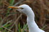 Cattle Egret (Bubulcus ibis) - Sri Lanka