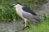 Black-crowned Night-heron (Nycticorax nycticorax) - Romania