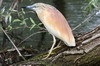 Squacco Heron (Ardeola ralloides) - Romania