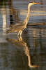 Grey Heron (Ardea cinerea) - Romania