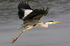 Grey Heron (Ardea cinerea) - Romania