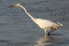 Great White Egret (Ardea alba) - Romania