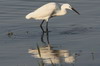 Little Egret (Egretta garzetta) - Romania