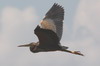 Purple Heron (Ardea purpurea) - Romania