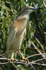 Squacco Heron (Ardeola ralloides) - Romania