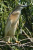 Crabier chevelu (Ardeola ralloides) - Roumanie