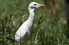 Hron garde-boeufs (Bubulcus ibis) - Kenya