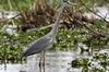 Grey Heron (Ardea cinerea) - Kenya