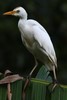 H�ron garde-boeufs (Ardea ibis) - Guadeloupe