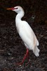 H�ron garde-boeufs (Ardea ibis) - Martinique