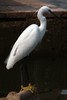 Aigrette garzette (Egretta garzetta) - Inde