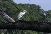 Aigrette bleue (Egretta caerulea) - Costa-Rica