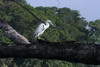 Little Blue Heron (Egretta caerulea) - Costa-Rica