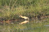 Squacco Heron (Ardeola ralloides) - France