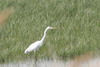 Great White Egret (Ardea alba) - France