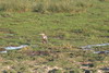 Goliath Heron (Ardea goliath) - Kenya