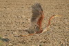 Hron pourpr (Ardea purpurea) - France