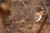 Brachyptérolle à longue queue (Uratelornis chimaera) - Madagascar