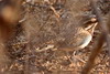 Brachyptrolle  longue queue (Uratelornis chimaera) - Madagascar