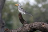 Calao leucomle (Tockus leucomelas) - Namibie