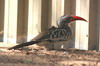 Calao à bec rouge (Tockus erythrorhynchus) - Namibie