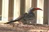 Calao  bec rouge (Tockus erythrorhynchus) - Namibie