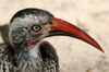 Calao à bec rouge (Tockus erythrorhynchus) - Botswana