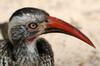 Calao  bec rouge (Tockus erythrorhynchus) - Botswana