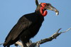 Southern Ground-hornbill (Bucorvus leadbeateri) - Botswana