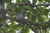 Indian Grey Hornbill (Ocyceros birostris) - India