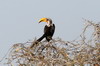 Eastern Yellow-billed Hornbill (Tockus flavirostris) - Ethiopia