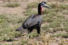 Northern Ground-hornbill (Bucorvus abyssinicus) - Ethiopia