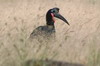 Northern Ground-hornbill (Bucorvus abyssinicus) - Ethiopia