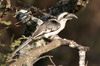 Von der Decken's Hornbill (Tockus deckeni) - Ethiopia