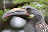 Hemprich's Hornbill (Lophoceros hemprichii) - Ethiopia