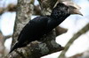 Silvery-cheeked Hornbill (Bycanistes brevis) - Ethiopia