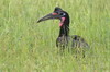 Northern Ground-hornbill (Bucorvus abyssinicus) - Ethiopia