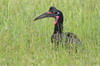 Bucorve d'Abyssinie (Bucorvus abyssinicus) - Ethiopie