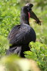 Northern Ground-hornbill (Bucorvus abyssinicus) - Ethiopia