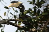 Malabar Pied Hornbill (Anthracoceros coronatus) - Sri Lanka
