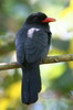 Black-fronted Nunbird (Monasa nigrifrons) - Peru
