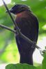 Habia � joues noires (Habia atrimaxillaris) - Costa-Rica