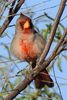 Cardinal pyrrhuloxia (Cardinalis sinuatus) - Etats-Unis