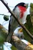 Cardinal  poitrine rose (Pheucticus ludovicianus) - Mexique